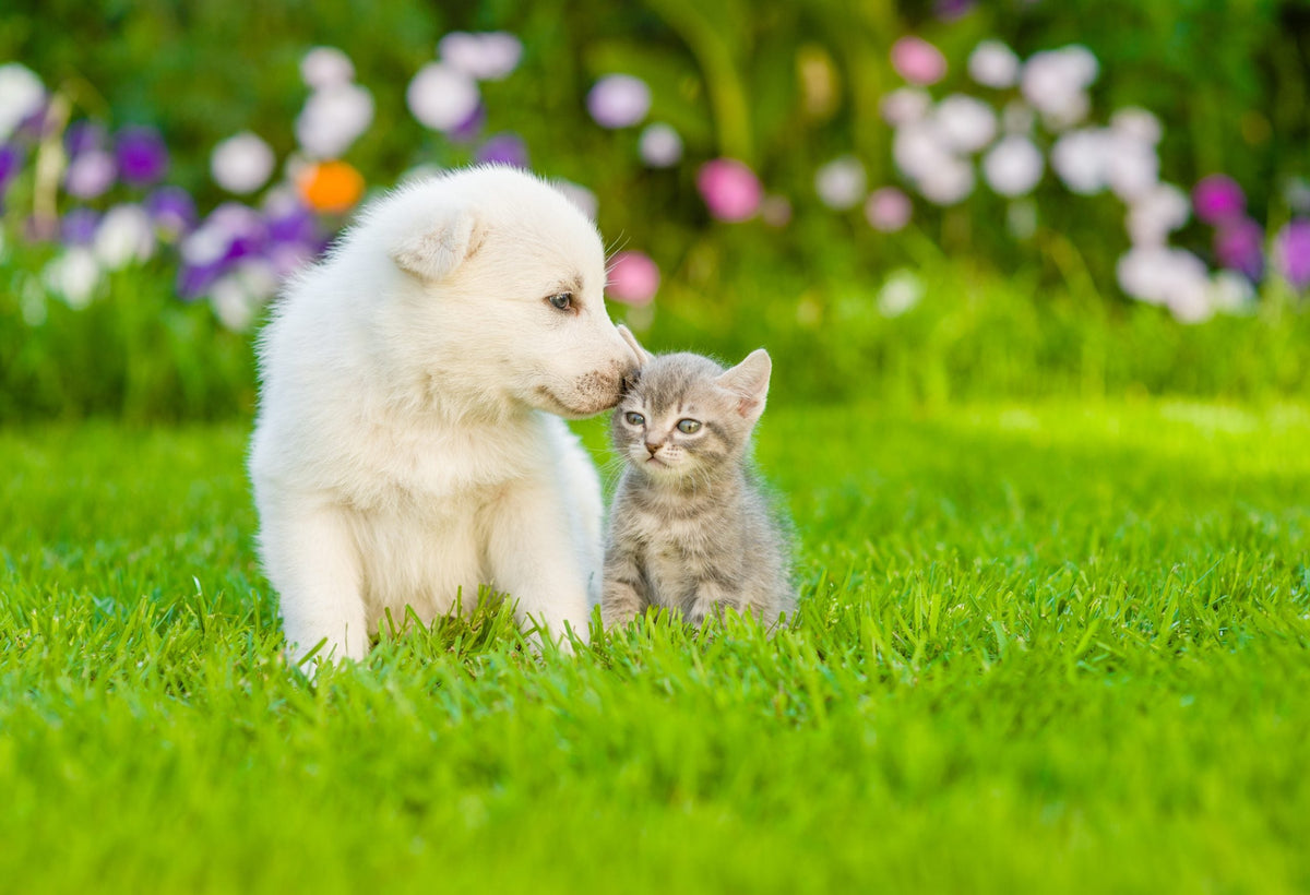 Pets